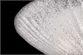 C809CL-04CH 506938